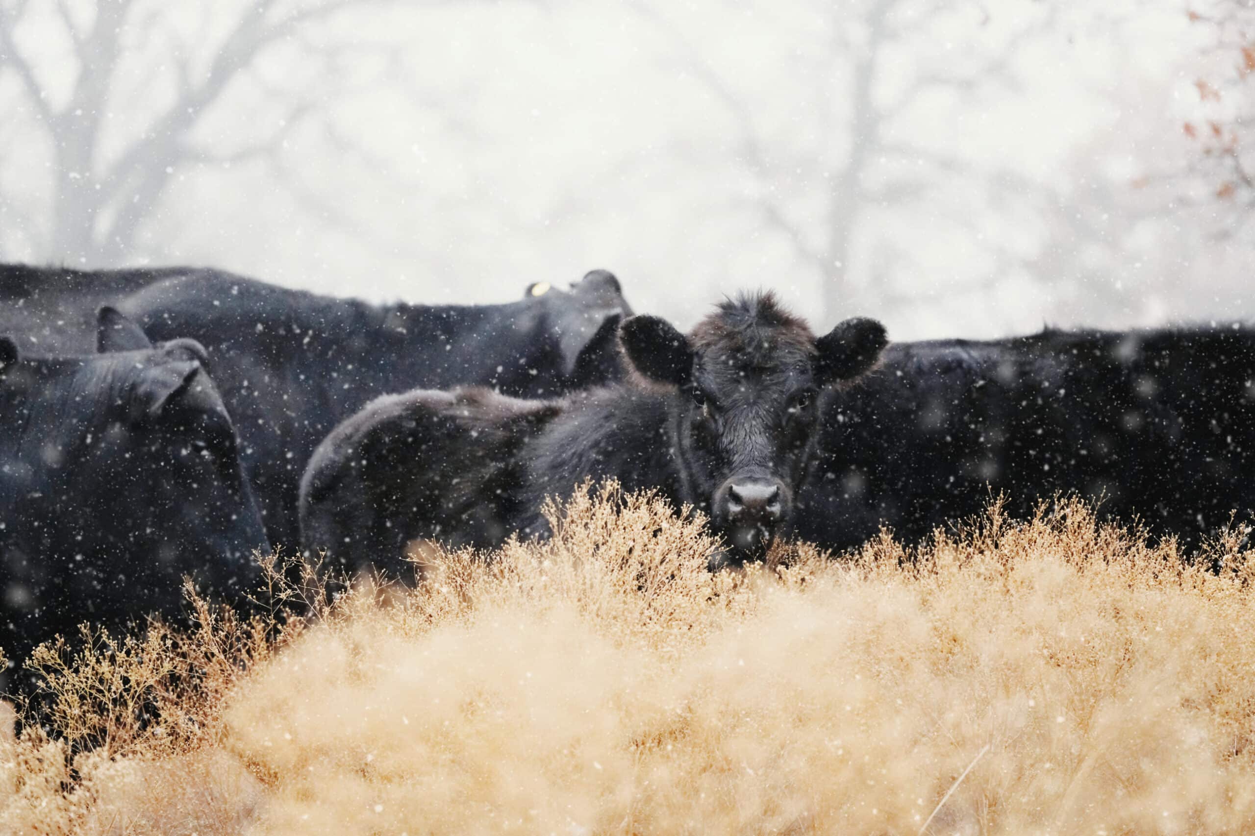 A group of black cows stands in a snowy field on a cattle ranch, some partially hidden by tall dry grass, with snowflakes falling around them and bare trees blurred in the background.