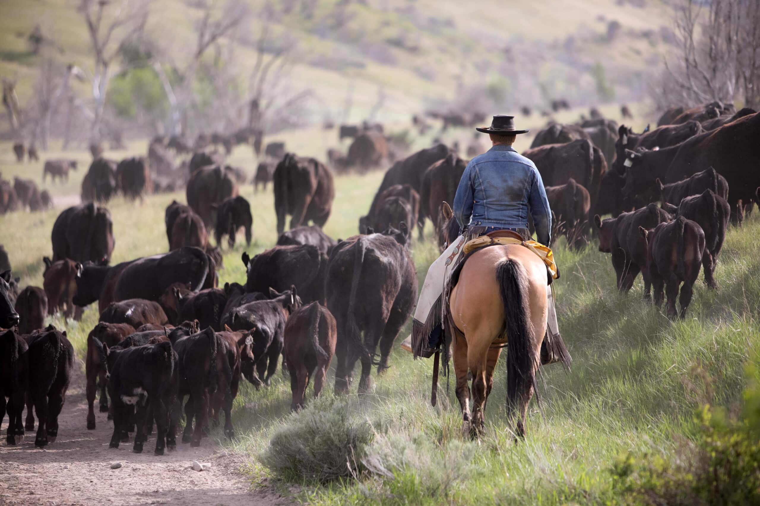 A person wearing a wide-brimmed hat and denim jacket rides a horse, herding cattle along a grassy, dirt path through a hilly, rural landscape—perfect scenery for a ranch for sale or prime recreational land.