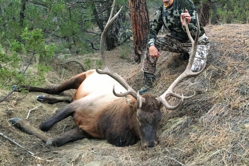 A large elk with sprawling antlers lies on the forest floor as a person in camouflage kneels beside it, resting one hand on the elk. Pine trees and dry grass create a rugged backdrop, perfect for exploring or seeking land for sale nearby.