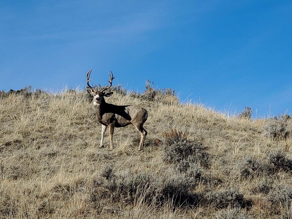 A deer with large antlers stands alert on a dry, grassy hillside under a clear blue sky—a picturesque scene often found on a hunting property or cattle ranch, with sparse shrubs scattered around the slope.