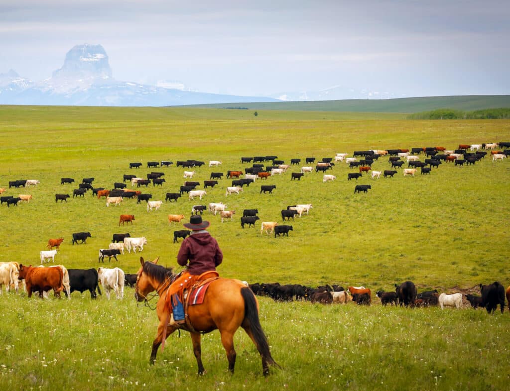 A person on horseback herds a large group of black and white cattle across a grassy plain on a cattle ranch, with a distant mountain and cloudy sky in the background.