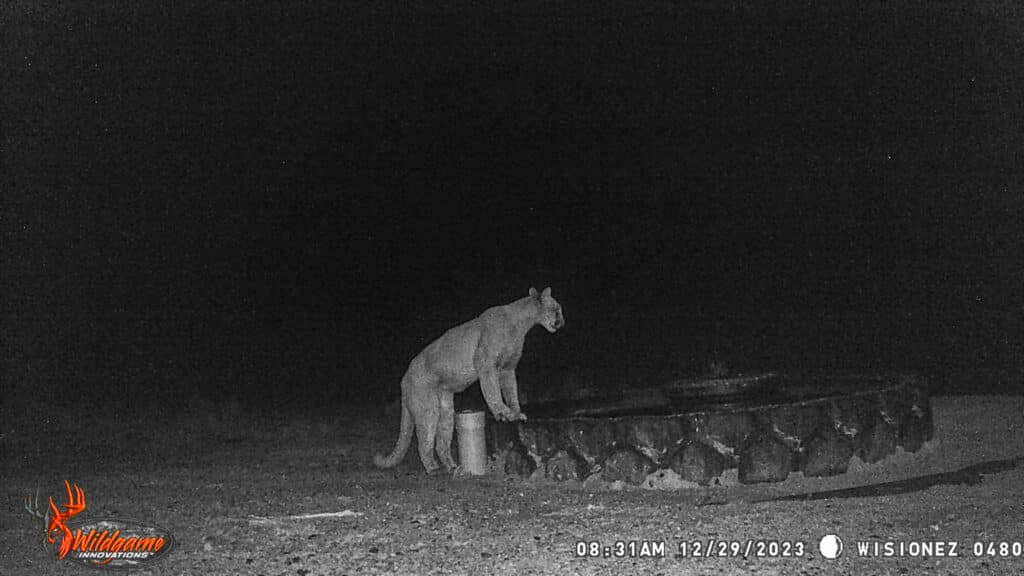 A mountain lion stands with its front paws on the edge of a large, round livestock water trough at night on a cattle ranch, captured by a trail camera. The scene is dark, and the animal appears to be drinking.