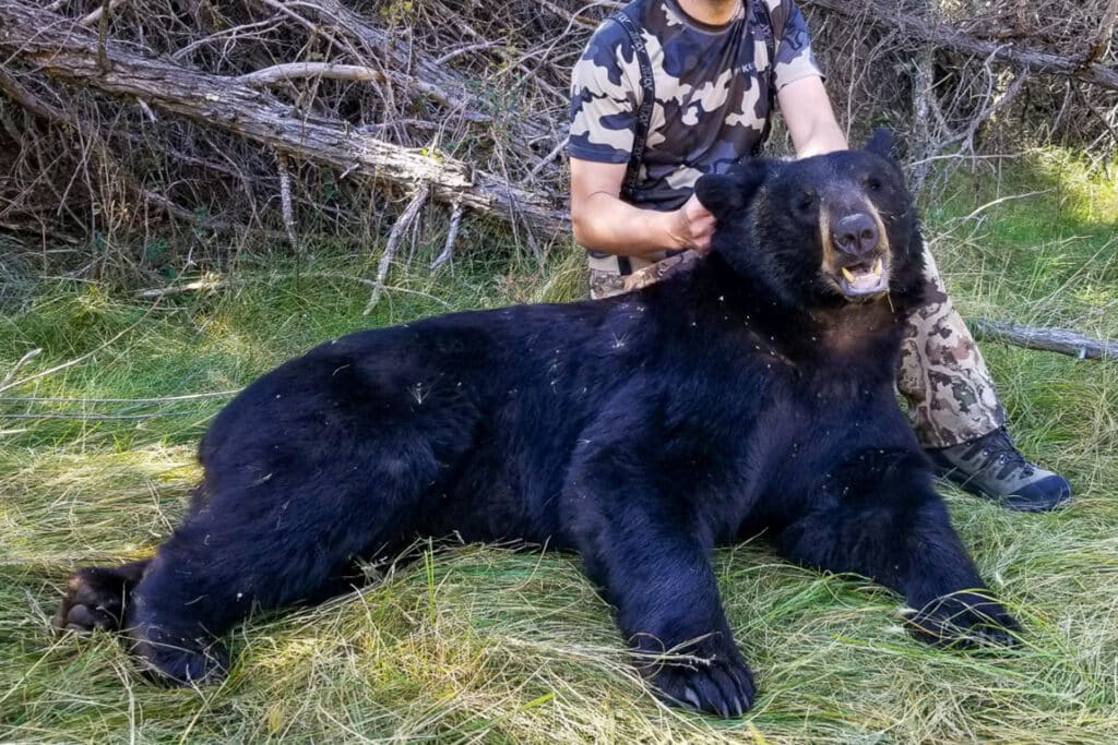 A person in camouflage sits behind a large black bear lying on grass in a wooded area, holding the bear’s head up for the photo. This scenic spot could be perfect for recreational land or even finding ranch for sale nearby.