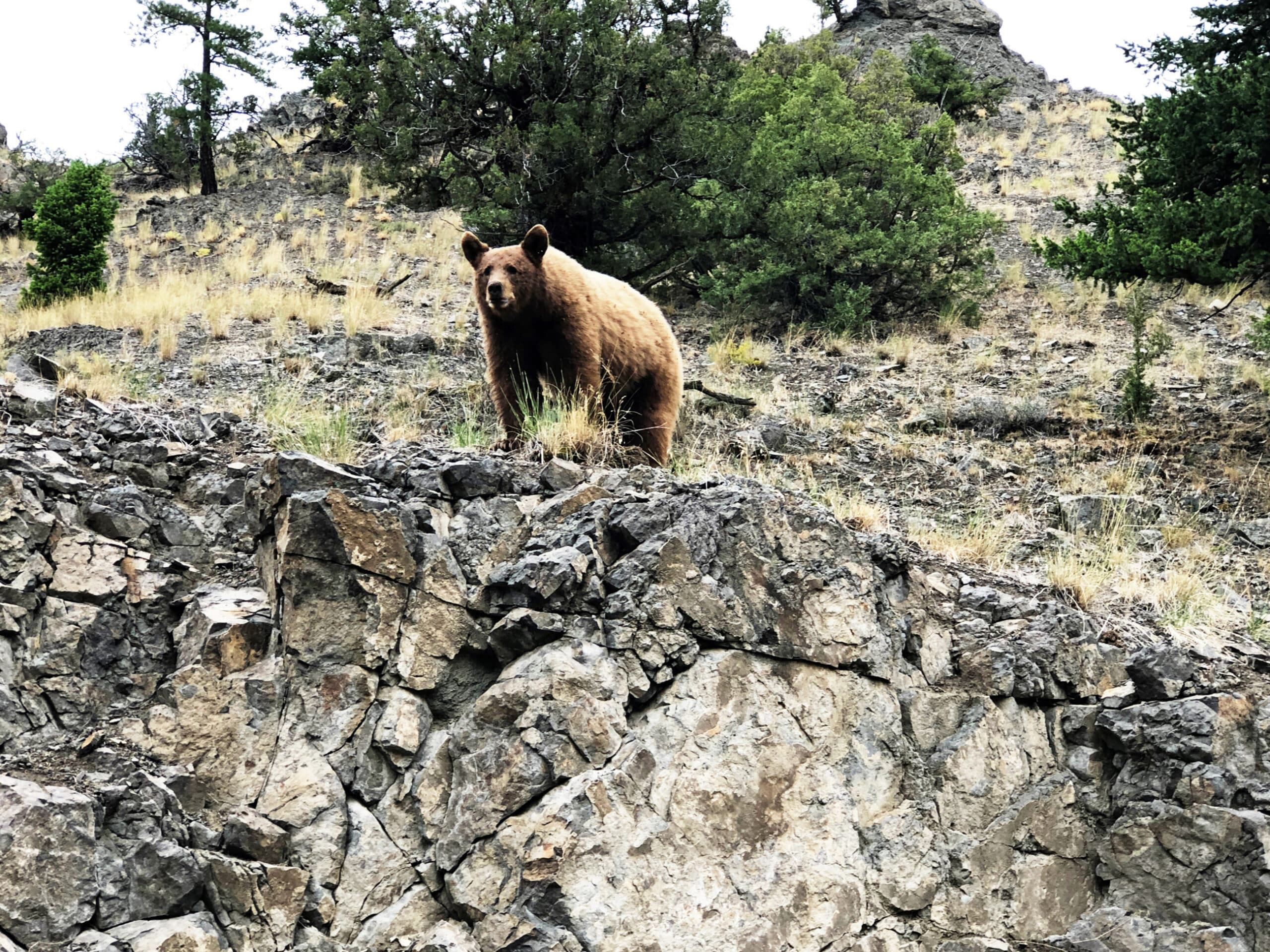 A brown bear stands on rocky terrain, surrounded by sparse dry grass and a few green trees on a hillside—an ideal scene for a hunting property or cattle ranch. The sky above is overcast.