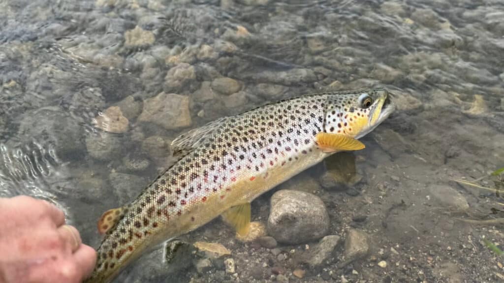 A brown trout with dark spots and golden-yellow fins rests in shallow, clear water above a bed of rocks on recreational land; a hand is visible to the left, gently holding its tail.