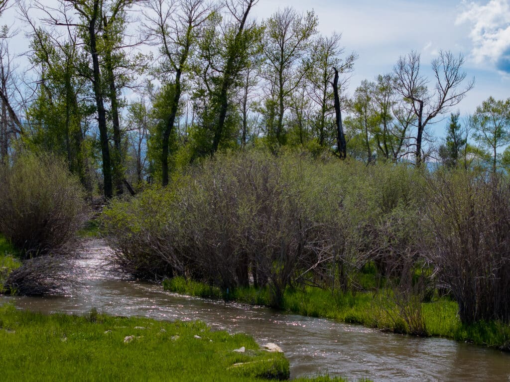 A small stream flows through green grass and dense shrubs on this recreational land, with tall leafing trees in the background under a partly cloudy sky. Sunlight reflects off the water, creating a peaceful, natural scene.