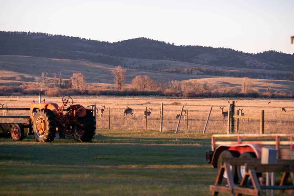 An old orange tractor sits on a grassy field by a fence, with deer grazing in the golden pasture of a scenic cattle ranch and rolling hills in the background under soft evening light.
