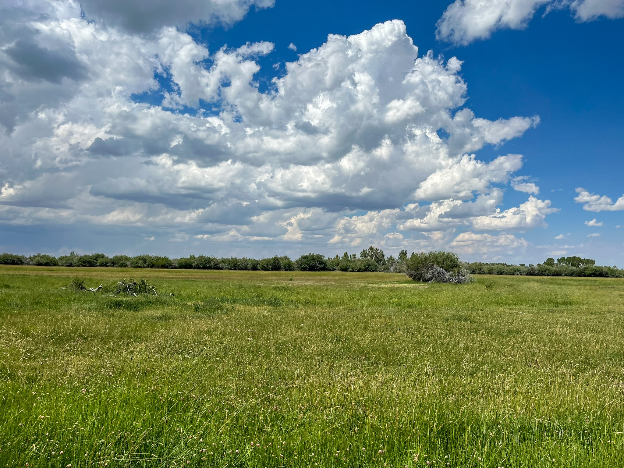 A wide green field with tall grass stretches under a bright blue sky filled with large, fluffy white clouds—perfect recreational land or cattle ranch potential, with bushes and trees lining the distant horizon.