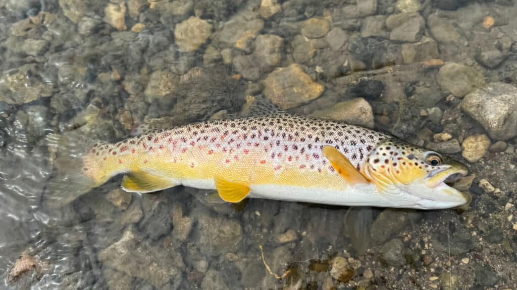 A brown trout with yellow fins and dark spots lies on rocky, shallow water, its mouth slightly open and body partially wet—perfect scenery for those seeking a cattle ranch or land for sale nearby.