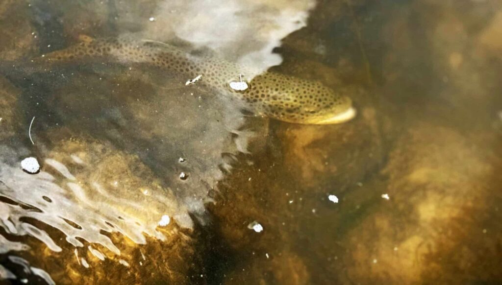 A brown trout with dark spots is partially visible underwater, blending with the rocky riverbed—a quiet scene often found on secluded hunting property.