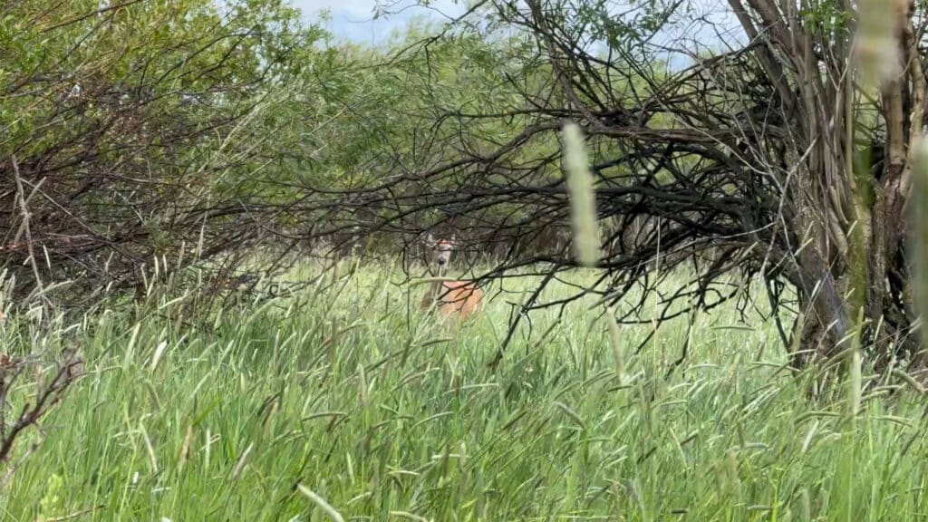A deer stands partially hidden among tall green grass and dense trees on a sunny day, showcasing the beauty of recreational land available for sale.