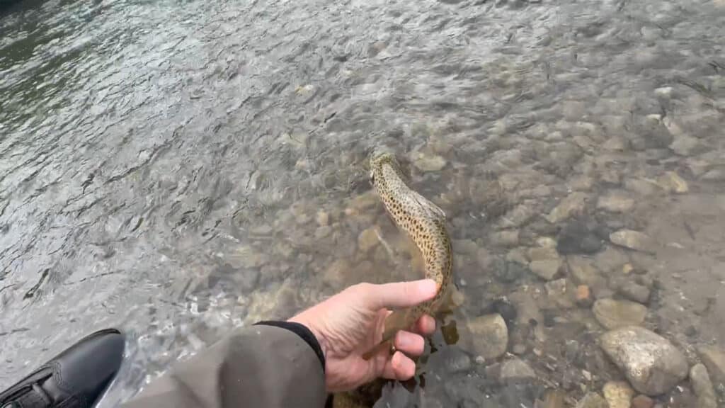 A person’s hand gently holds a speckled fish, partially submerged in a shallow, clear river on scenic recreational land with visible rocks under the water.