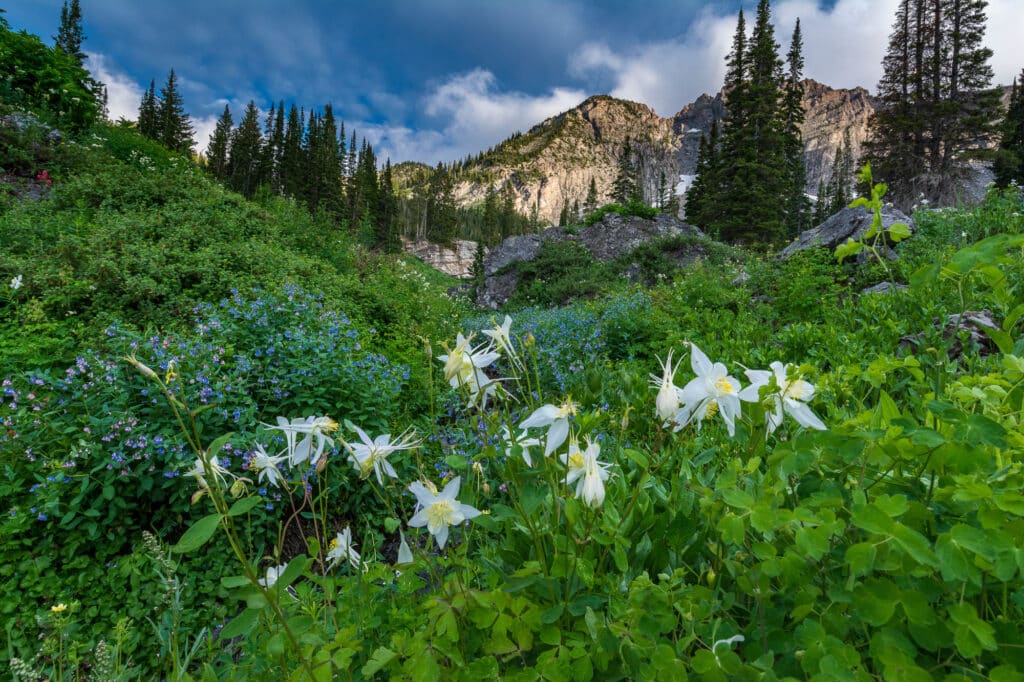 White wildflowers bloom among lush green plants, surrounded by pine trees and rocky cliffs under a partly cloudy blue sky in a mountain landscape—an ideal recreational land or potential hunting property.