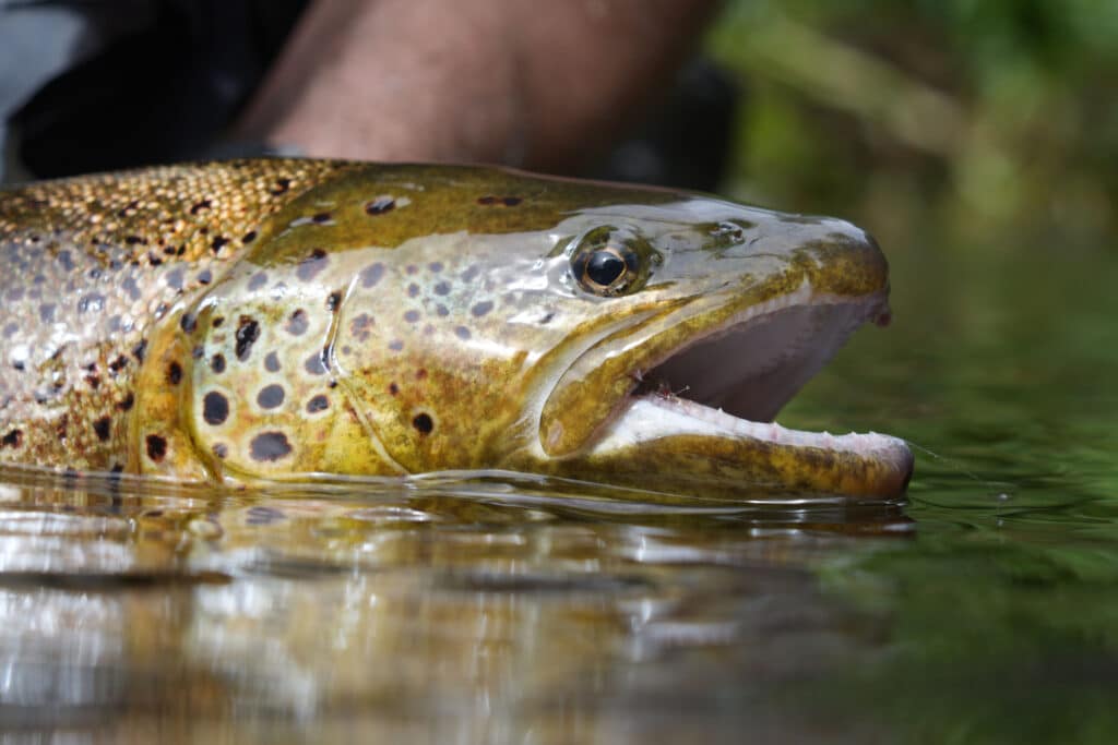 close-up of a large wild brown trout 
