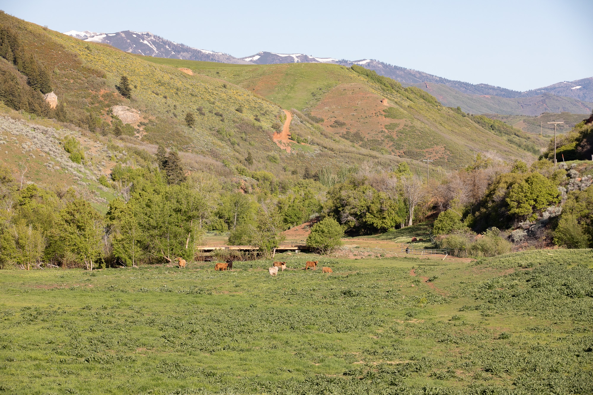 A picturesque green valley with scattered cattle grazing on a lush cattle ranch, surrounded by hills and trees, snow-capped mountains rising in the background beneath a clear blue sky.