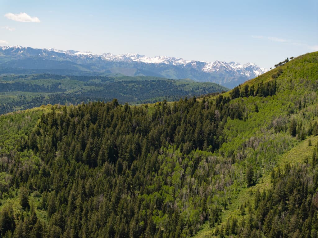 Lush green forest covering rolling hills with snow-capped mountains in the background under a clear blue sky—ideal recreational land or cattle ranch.