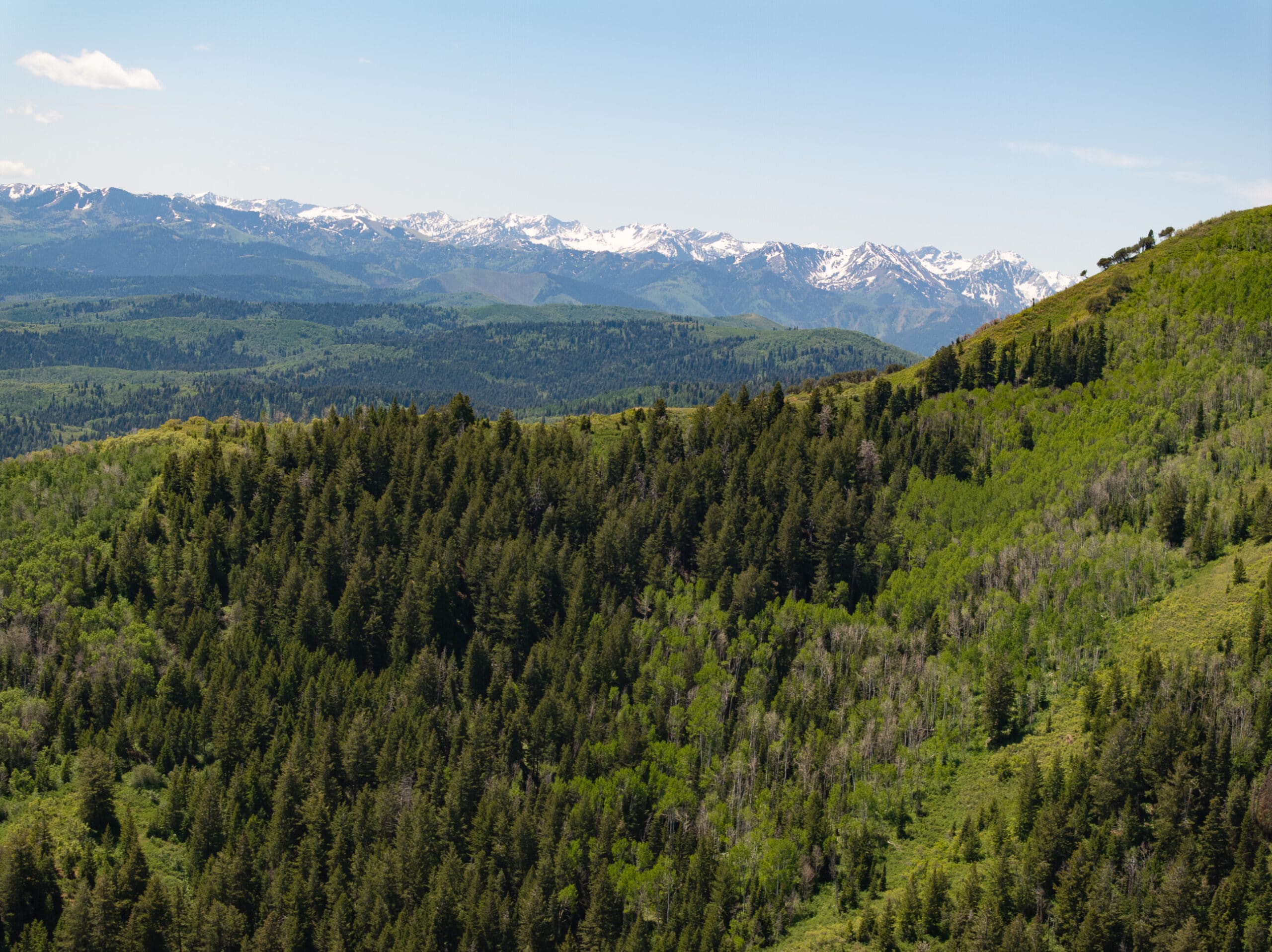 Lush green forest covering rolling hills with snow-capped mountains in the background under a clear blue sky—ideal recreational land or cattle ranch.