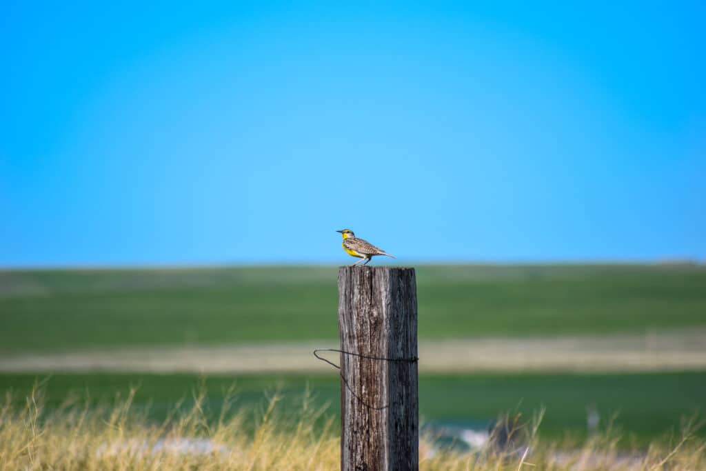 A small bird with a yellow chest is perched on a wooden fence post in a grassy field, overlooking green fields of recreational land and a clear blue sky in the background.