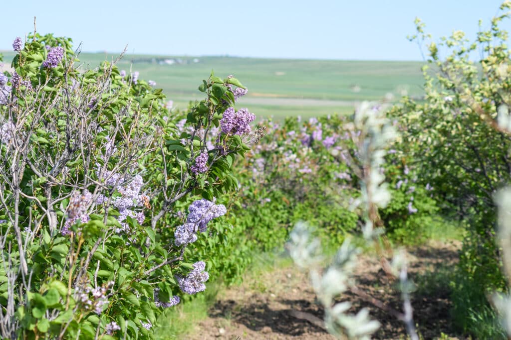 Rows of lilac bushes with clusters of purple flowers bloom in a field under a clear blue sky, surrounded by green grass and open landscape—perfect recreational land or ranch for sale.