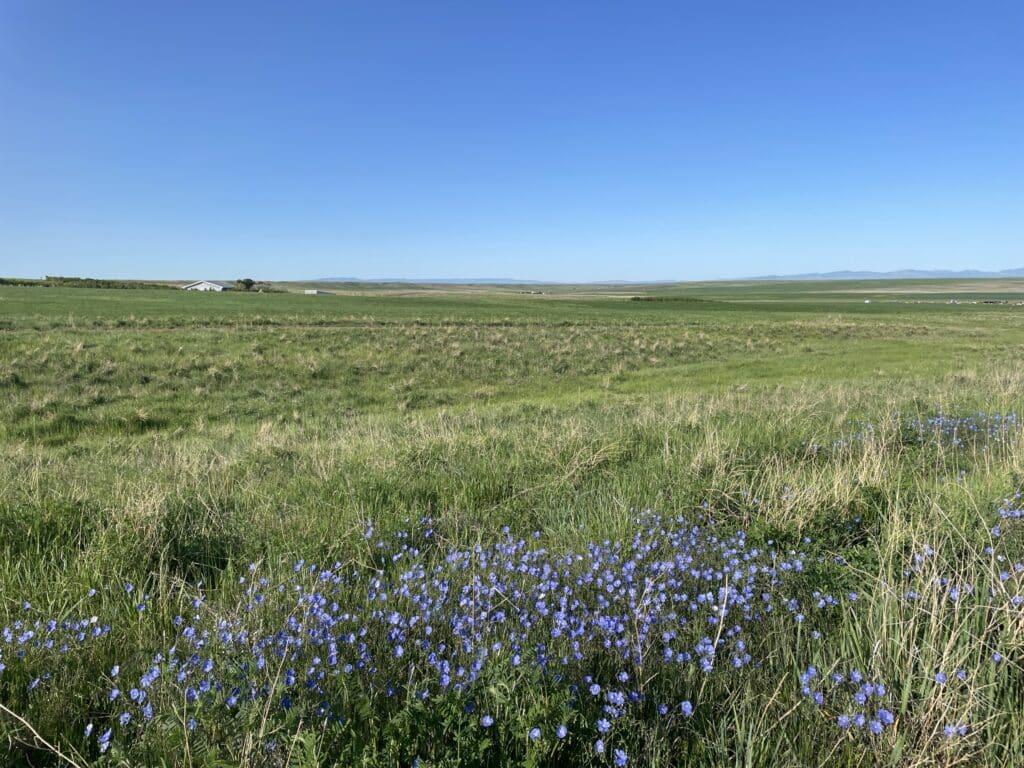 A wide, open grassy field under a clear blue sky, with clusters of small purple wildflowers in the foreground and distant hills on the horizon—perfect recreational land or potential cattle ranch.