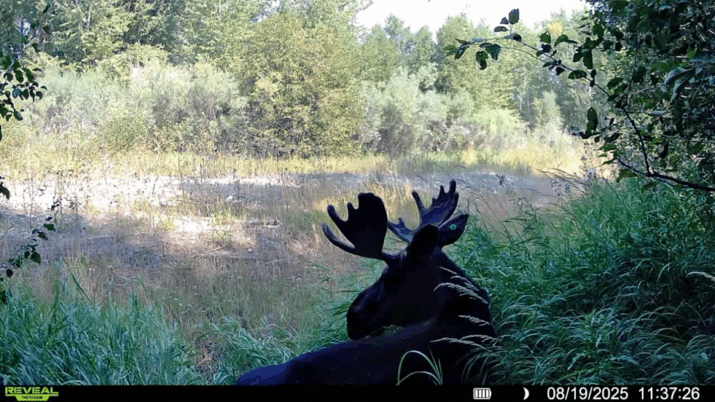 A large bull moose with velvet antlers stands in tall green grass at the edge of a sunlit field, perfect for a hunting property. Trees and shrubs fill the background. The timestamp reads 08/19/2025, 11:37:26.