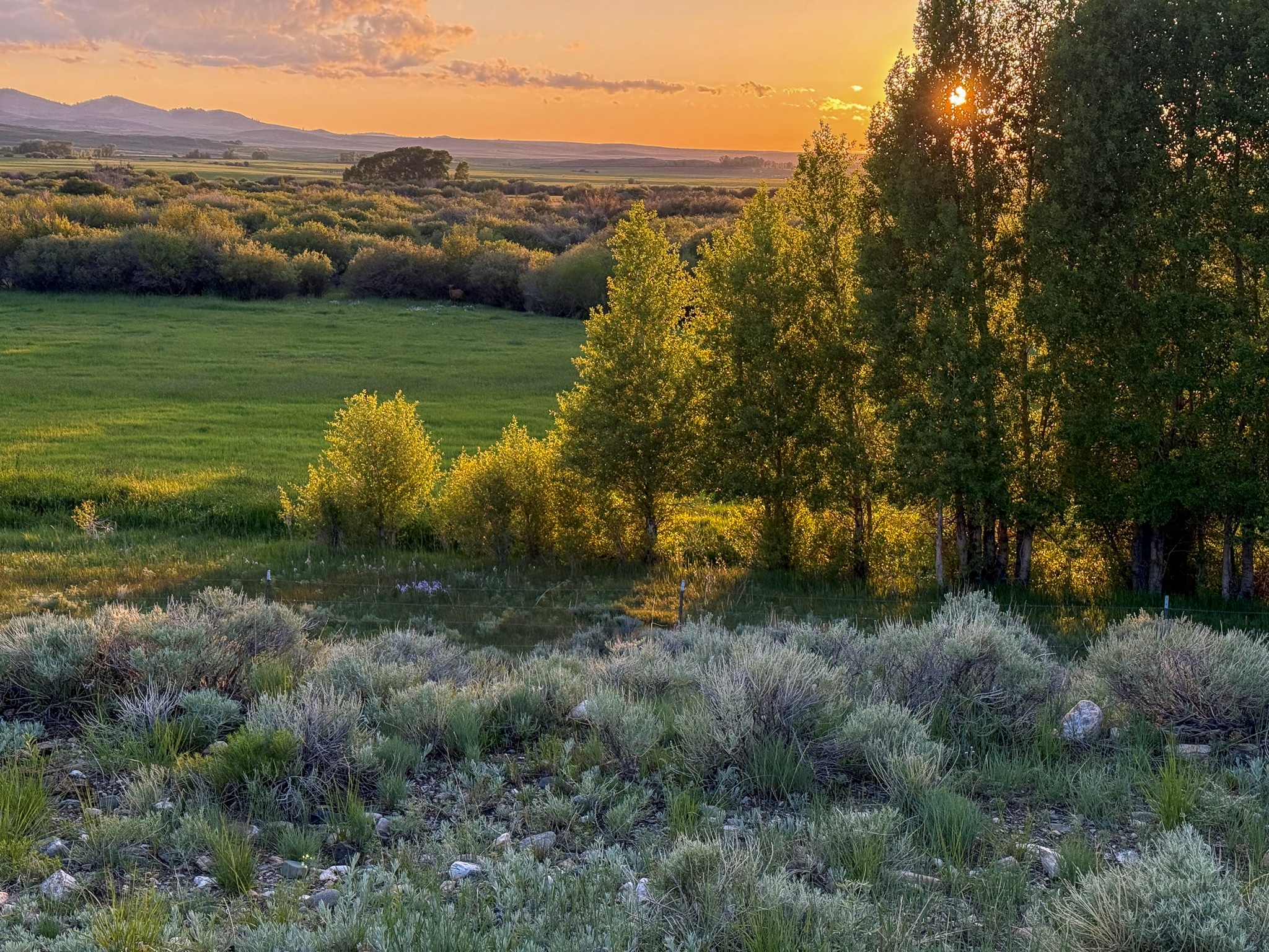 Golden sunlight streams through a row of tall green trees, illuminating a lush grassy field and low bushes, with distant hills and a glowing sunset sky—perfect for recreational land or an ideal hunting property.