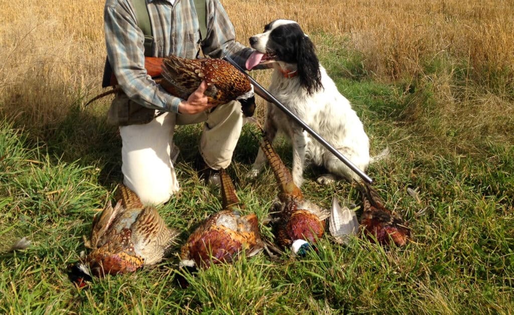 A person kneels in a grassy field holding a pheasant, with a hunting dog beside them and four more pheasants lined up on the ground; the scene showcases an ideal hunting property.