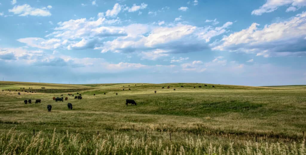 Rolling green hills on a ranch in Nebraska with cattle grazing in the grass.