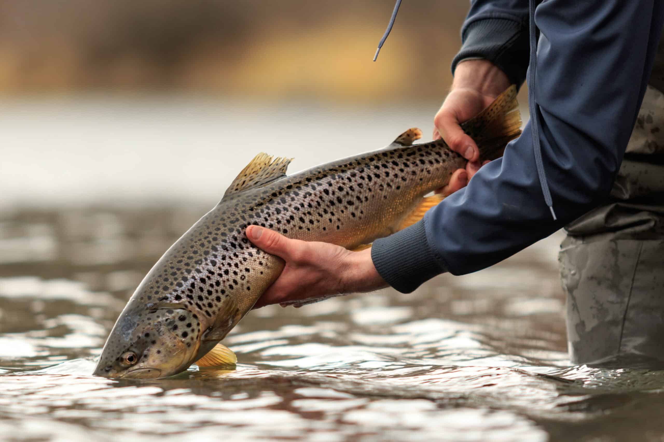 A person in waders gently holds a large, speckled brown trout over a river on a scenic cattle ranch, preparing to release it back into the water.