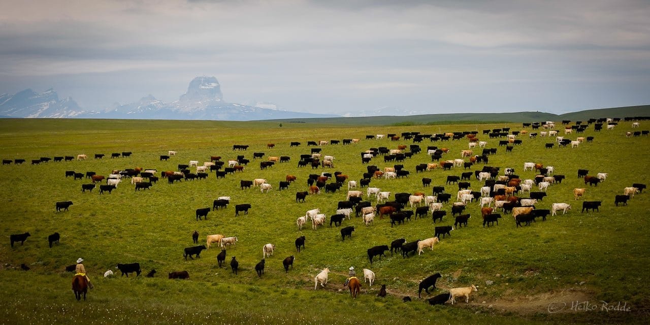 A wide green pasture on a cattle ranch with black, brown, and white cows grazing. A person on horseback is in the bottom left, with distant snow-capped mountains under a cloudy sky.