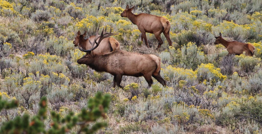 elk hunting ranch in wyoming