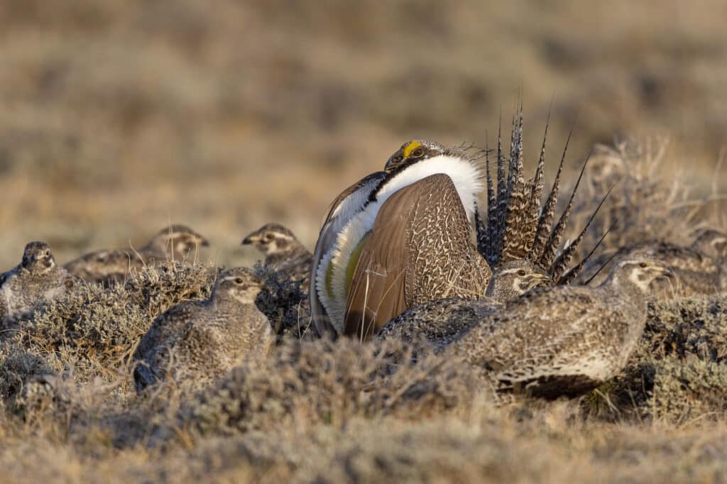 A group of juvenile sage grouse blends into dry grasses, surrounding a larger adult male with striking white chest feathers and spiky tail plumes, displaying on prime hunting property and cattle ranch land.