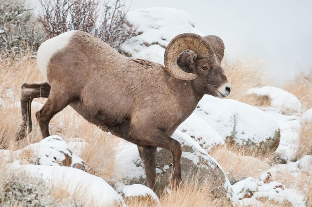 A bighorn sheep with large curved horns stands on rocky, snow-covered terrain surrounded by dry grass and bushes in a winter landscape—perfect scenery for a ranch for sale.