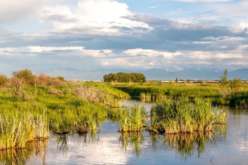 A serene wetland with tall green grasses and still water under a partly cloudy sky, distant trees, and mountains visible on the horizon—ideal recreational land or potential cattle ranch.