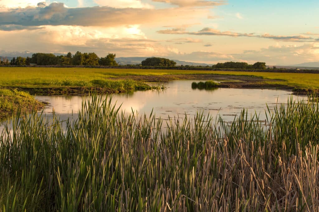 A peaceful wetland scene at sunset features tall reeds in the foreground, calm water reflecting the sky, and green fields and trees beyond—perfect recreational land or cattle ranch opportunities.