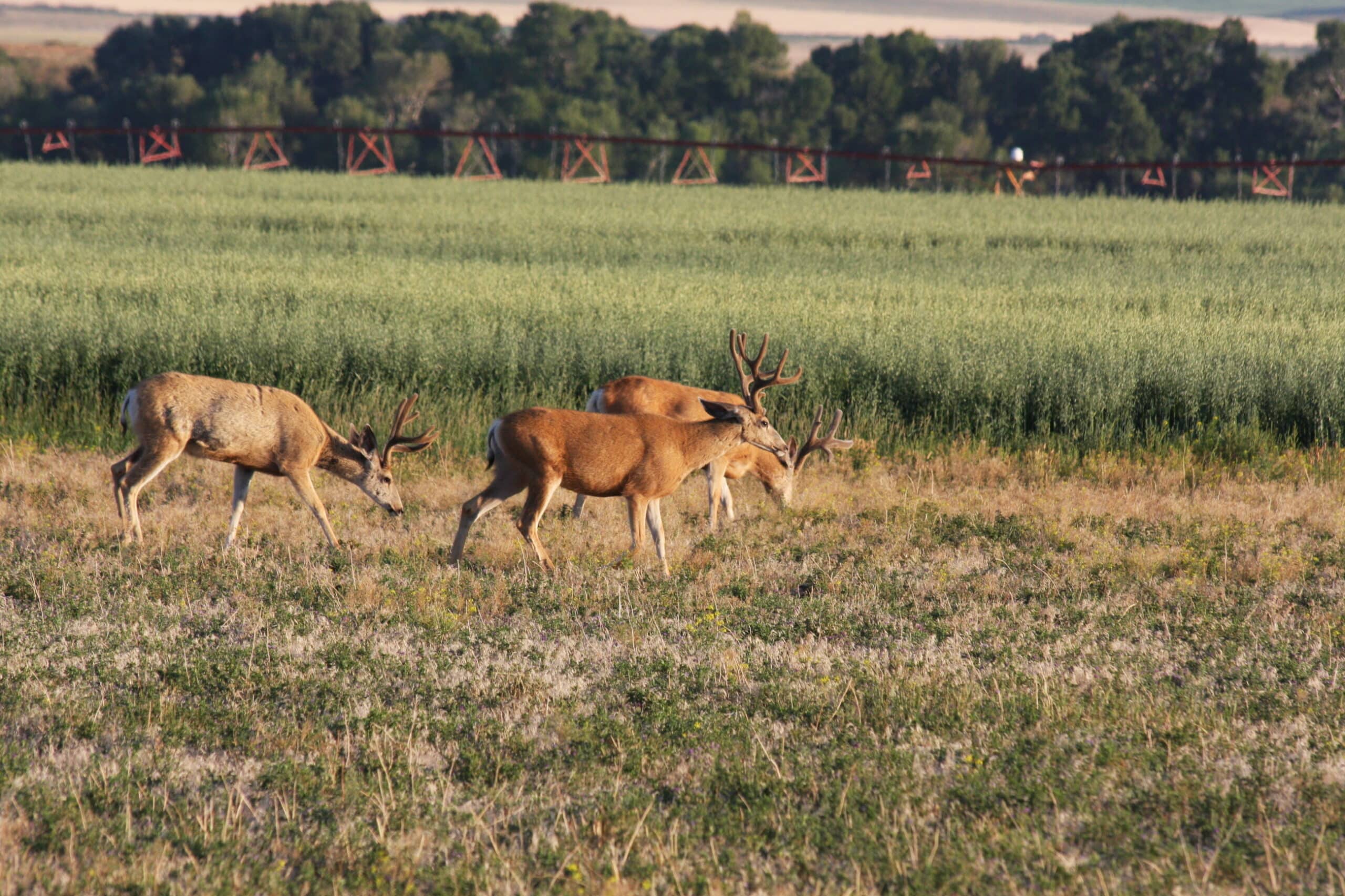 Three deer with antlers graze in a grassy field surrounded by green crops and trees, making this hunting property perfect for wildlife enthusiasts on a sunny day.