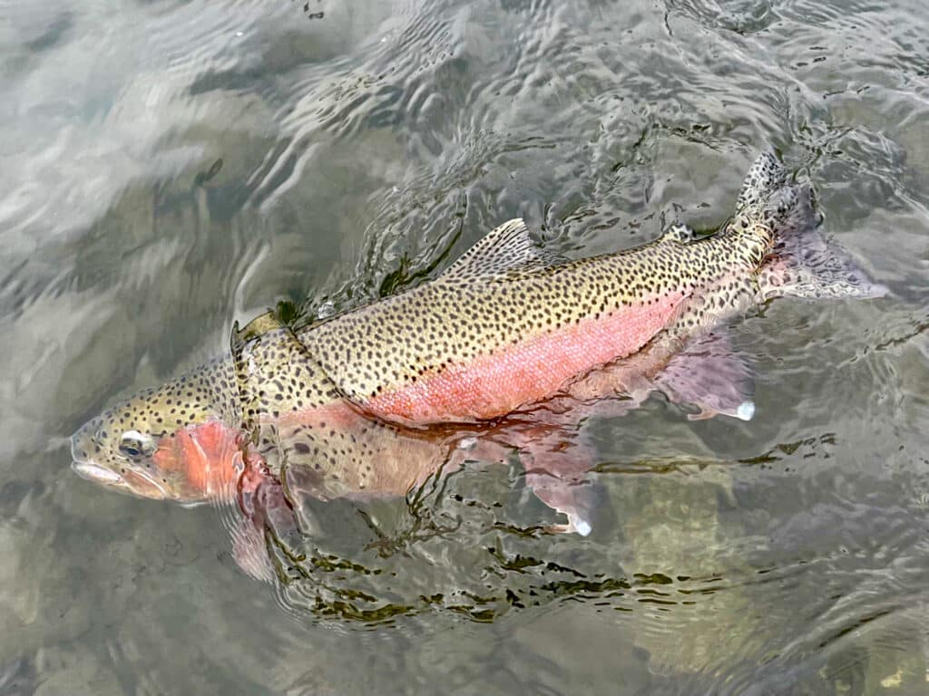 A rainbow trout with a pinkish-red stripe and speckled dark spots swims just below the surface of clear water, reflecting the vibrant wildlife often found on recreational land or hunting property.
