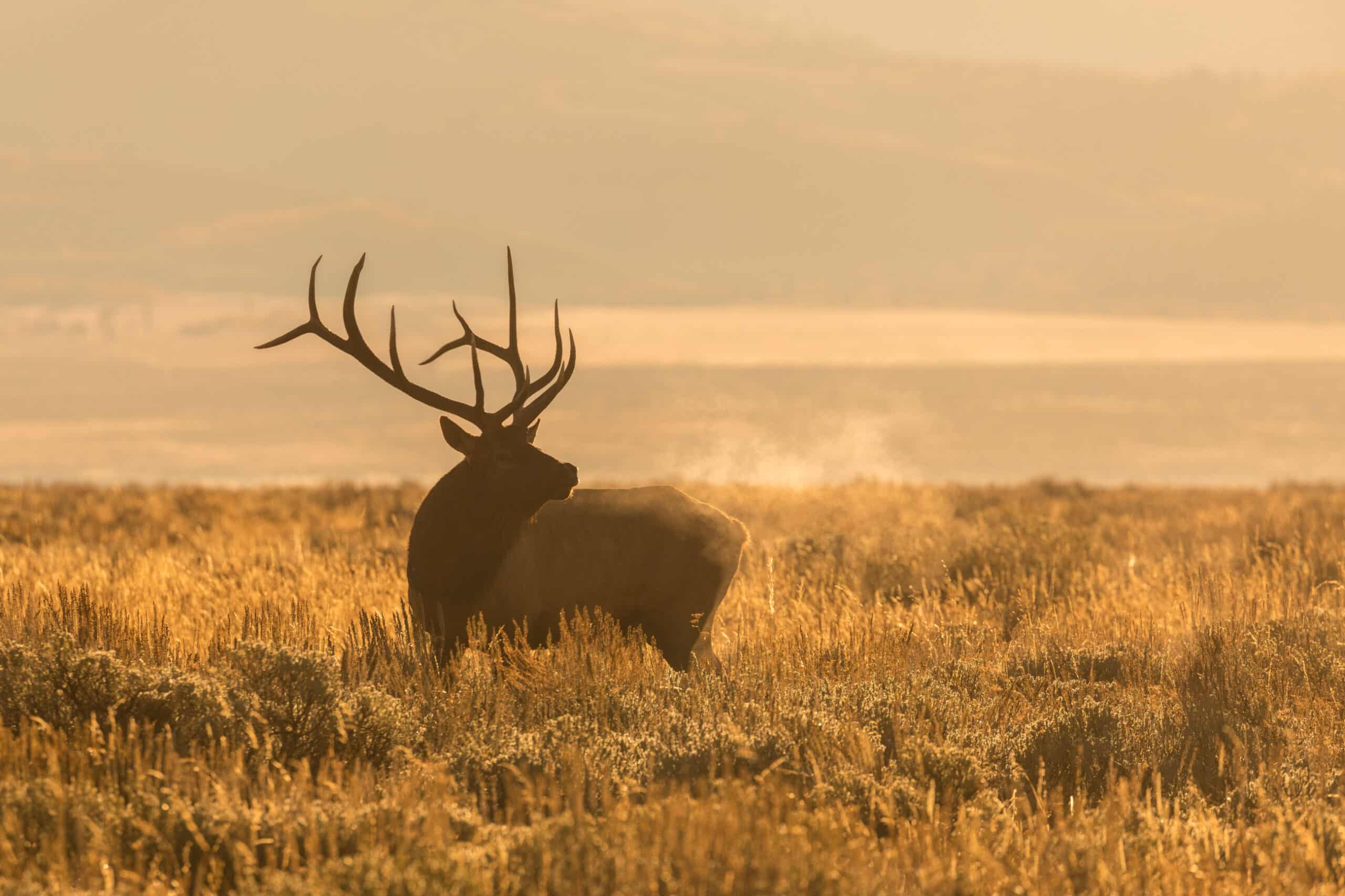 A large elk with prominent antlers stands in a sunlit field on a cattle ranch, its breath visible in the cool morning air. Golden grass and soft hills fill the background, creating a warm, tranquil scene.