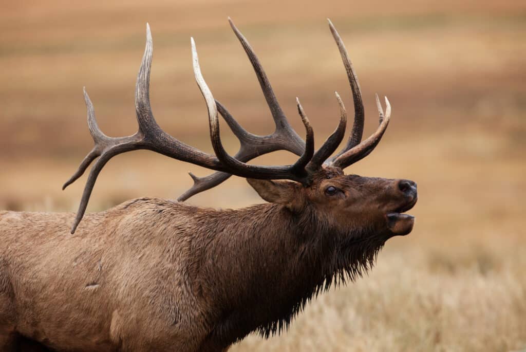 A large elk with impressive antlers stands in tall grass, its mouth slightly open as if calling. The blurred, earthy landscape hints at wide-open spaces—perfect for those seeking recreational land or a ranch for sale.