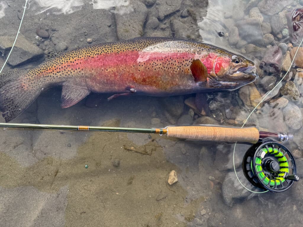 A large rainbow trout with vibrant red and green coloring lies on wet sand beside a fishing rod and reel, partially submerged in shallow water—an ideal catch for those seeking recreational land or hunting property. Rocks are visible beneath the surface.