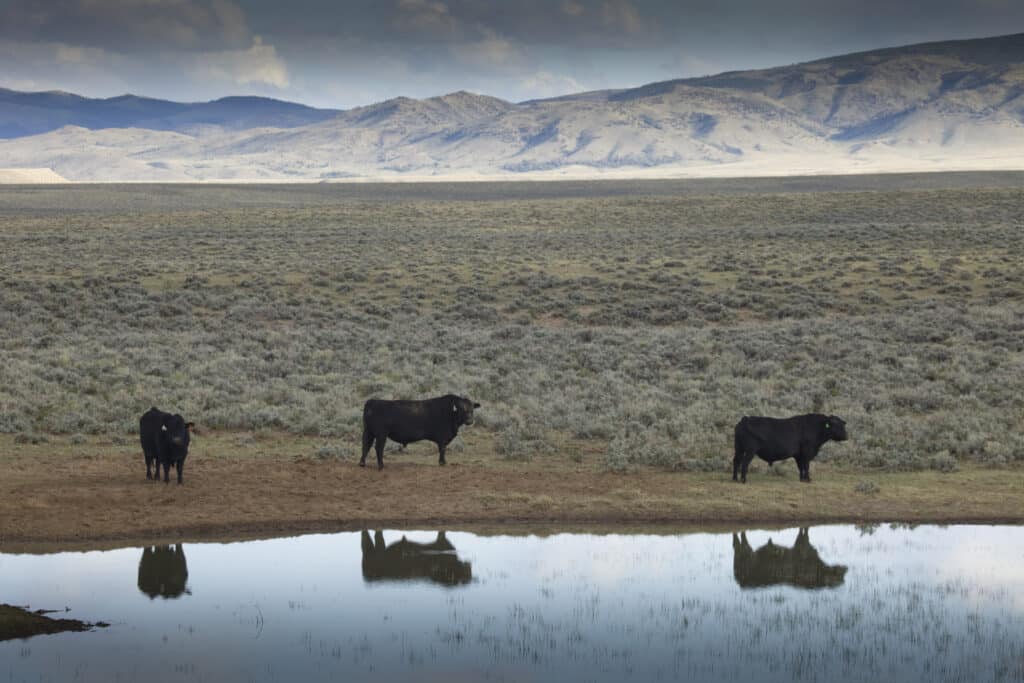 Three black cows stand near a small reflective pond on a grassy plain, with distant mountains and a cloudy sky—perfect scenery for a cattle ranch or land for sale.