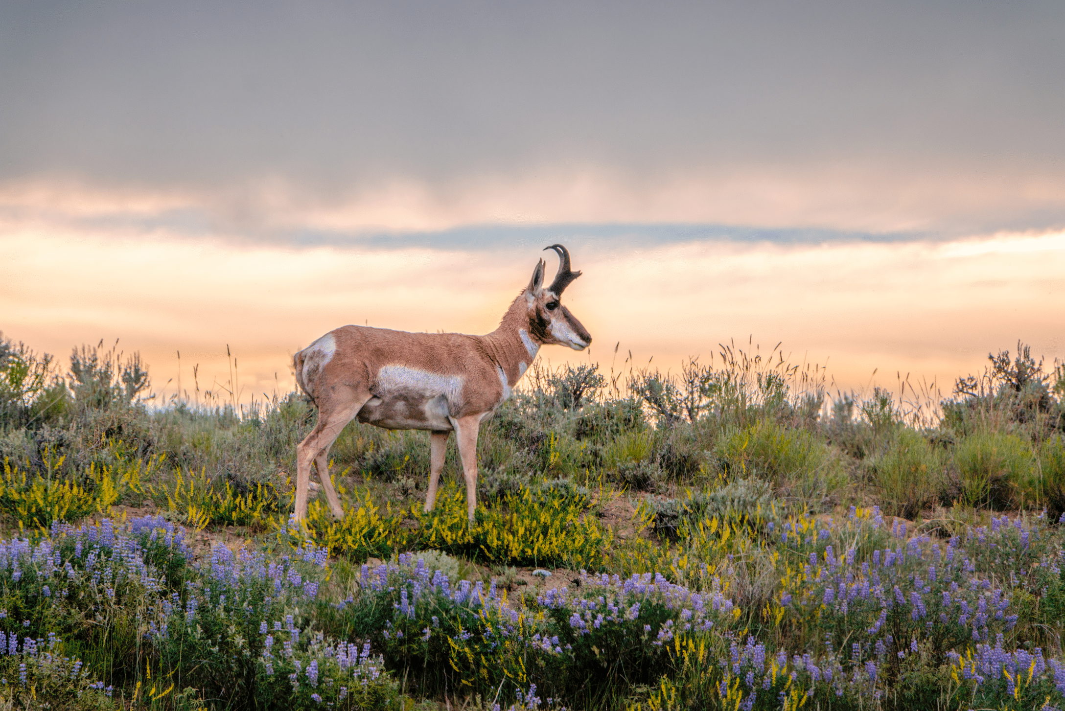 A pronghorn antelope stands in a field of wildflowers and green shrubs under a cloudy sunset sky, showcasing the serene beauty of this recreational land and cattle ranch.