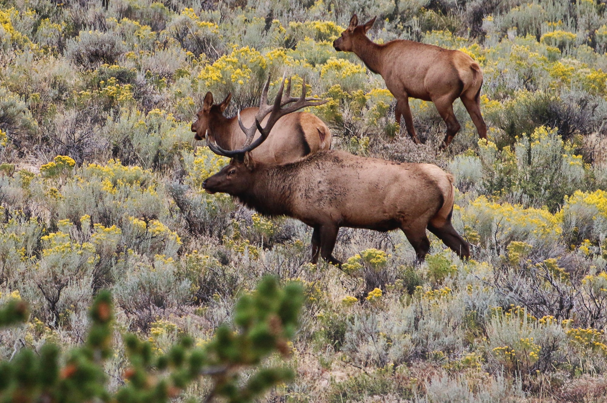 Three elk, including one with large antlers, roam a grassy, shrub-filled hunting property with yellow wildflowers. The background is dotted with green and brown vegetation.