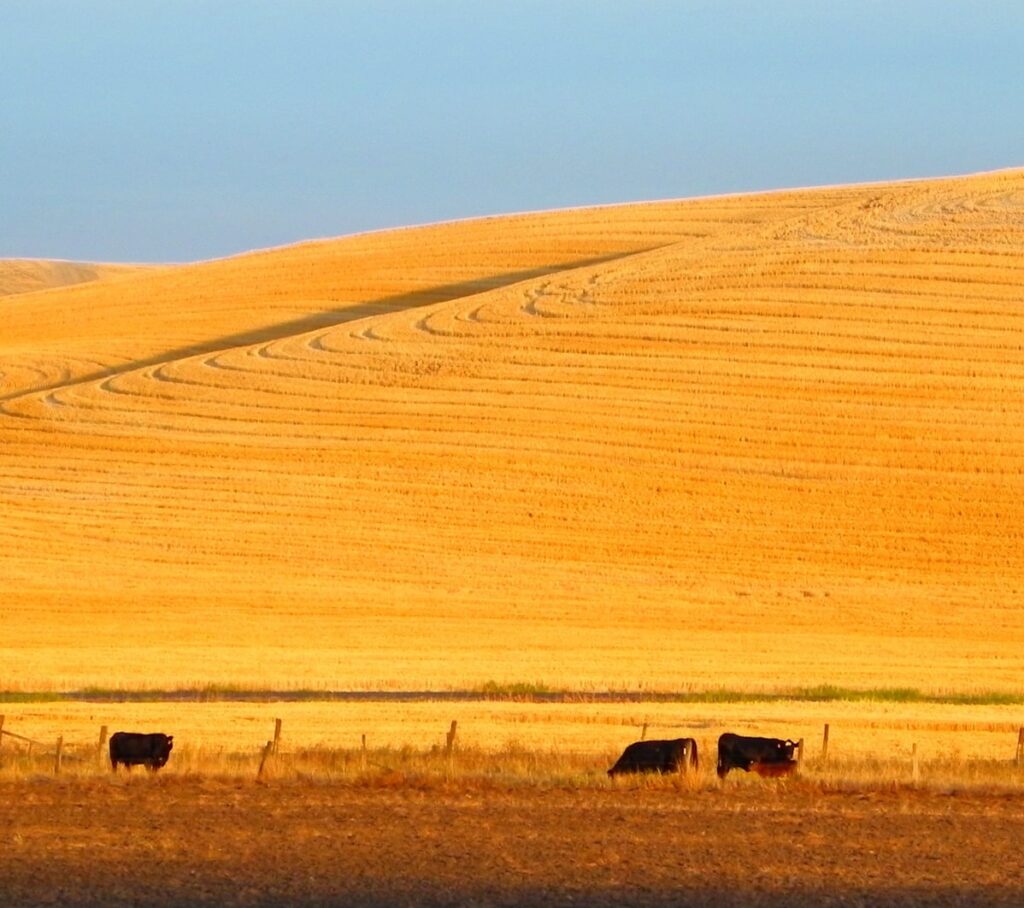 Cows graze in a field bordered by a fence, with rolling golden hills and curved lines from crop harvesting in the background under a clear blue sky—ideal recreational land or hunting property.