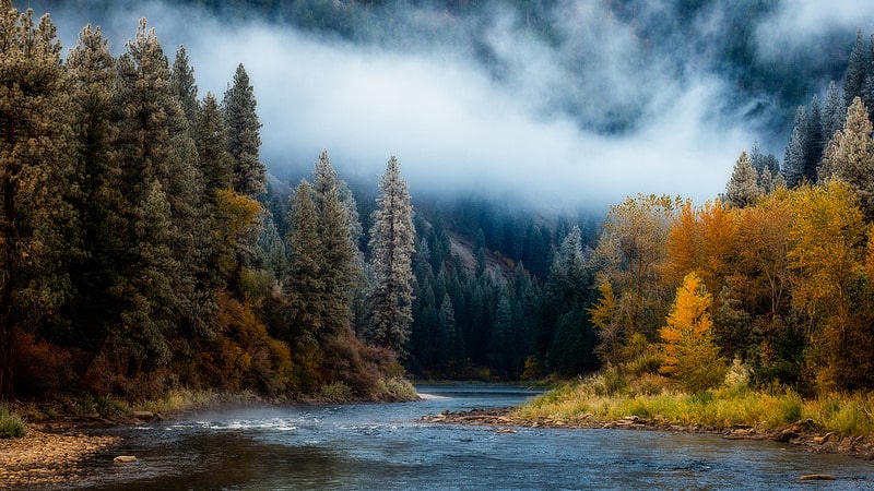 A river flows through a forest of tall evergreen trees and autumn-colored foliage; low mist drifts between the trees, creating a serene atmosphere—perfect recreational land or ranch for sale in this tranquil setting.