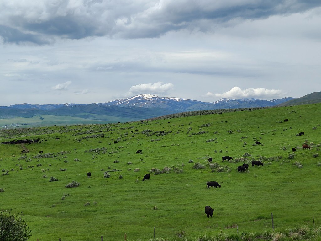 A wide, green pasture with grazing cattle scattered across the field under a cloudy sky. Snow-capped mountains rise in the distance, making this cattle ranch ideal for recreational land with scenic, rolling hills stretching toward the horizon.