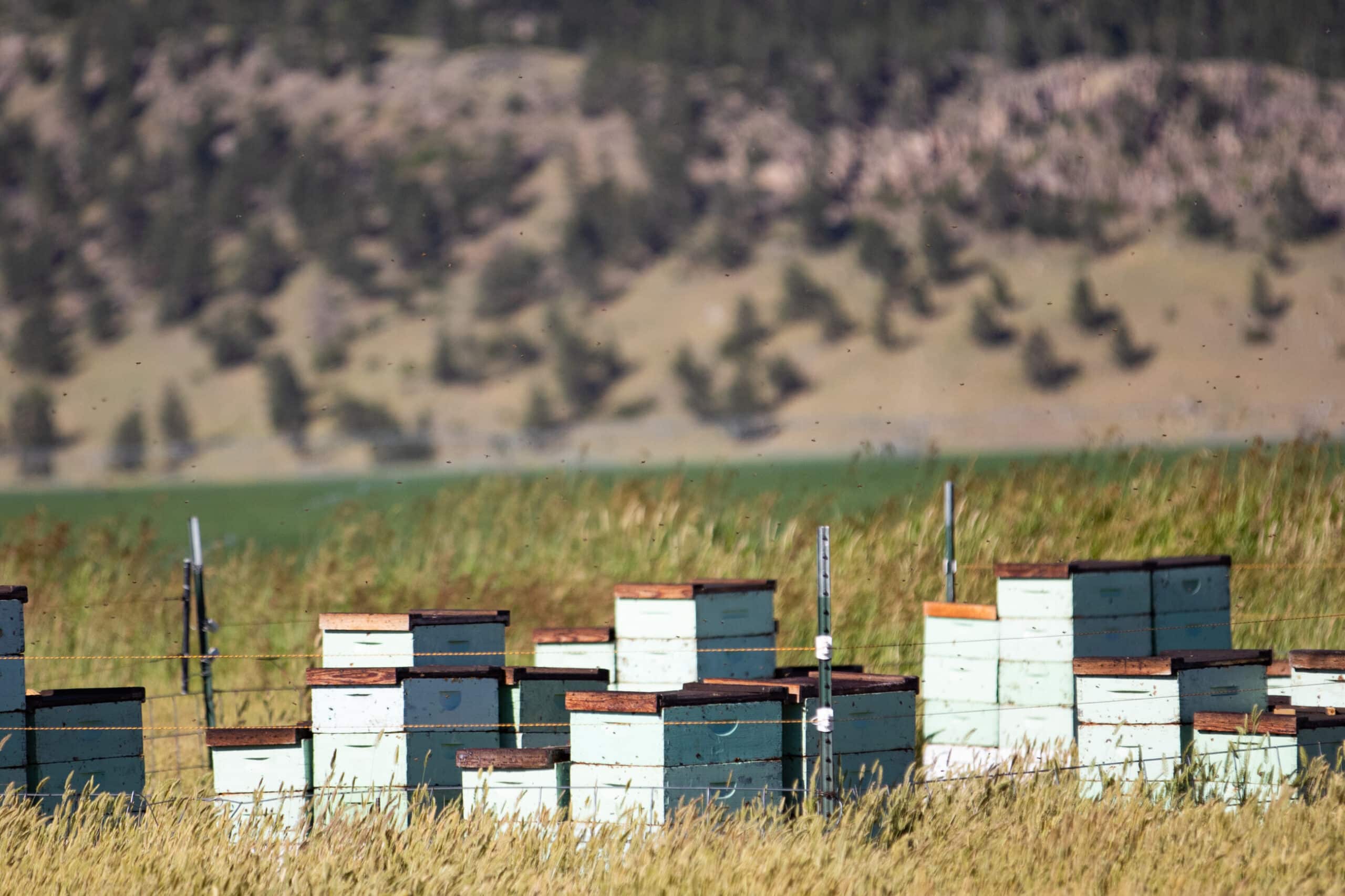 Several light green beehives with brown lids are arranged in a grassy field on a cattle ranch, with a blurred background of hills and sparse trees.