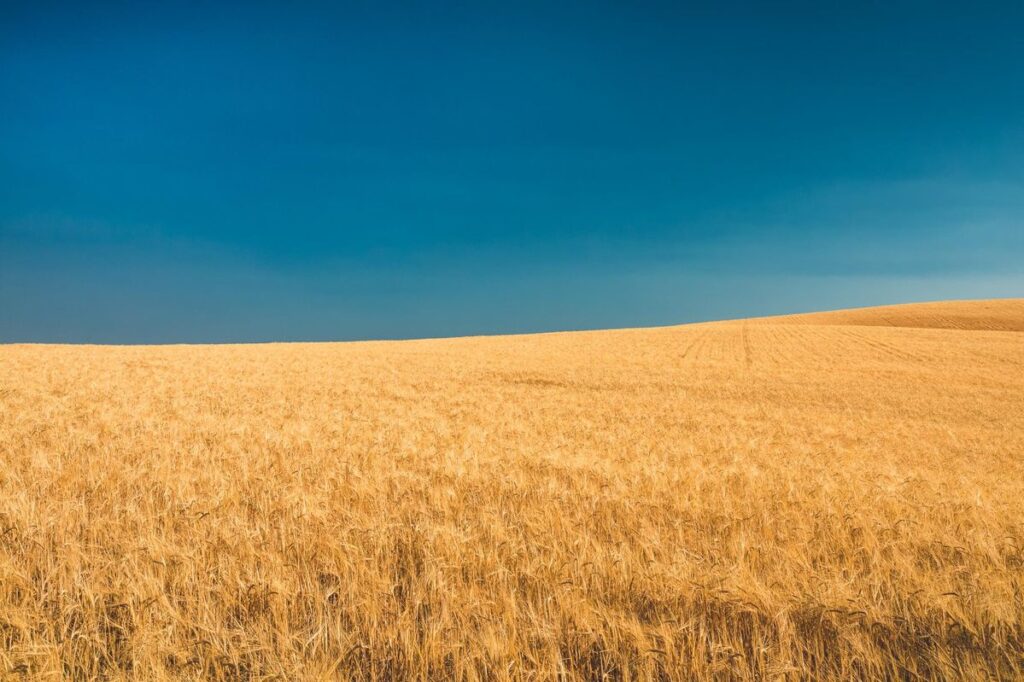 A vast, golden wheat field stretches under a clear, deep blue sky, with gentle rolling hills creating a smooth horizon—ideal recreational land or ranch for sale.