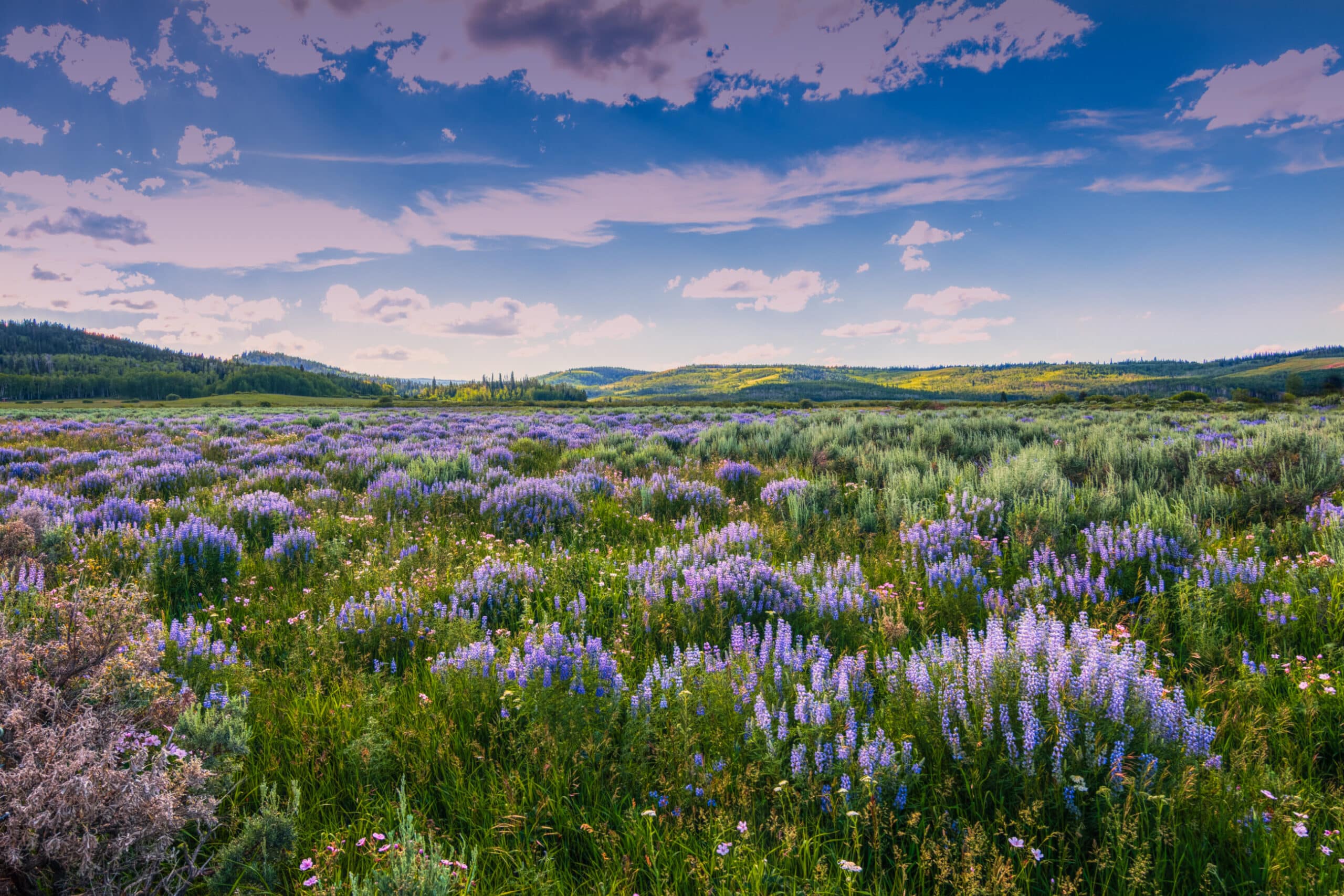 A wide meadow filled with blooming purple wildflowers under a bright, partly cloudy sky, with rolling green hills and distant trees—ideal recreational land or potential cattle ranch.