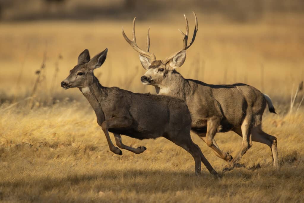 Two deer run through a golden grassy field on a hunting property; a doe is in the foreground, while a buck with large antlers is in the background. Both appear alert and in motion, showcasing the natural beauty of this ranch for sale.